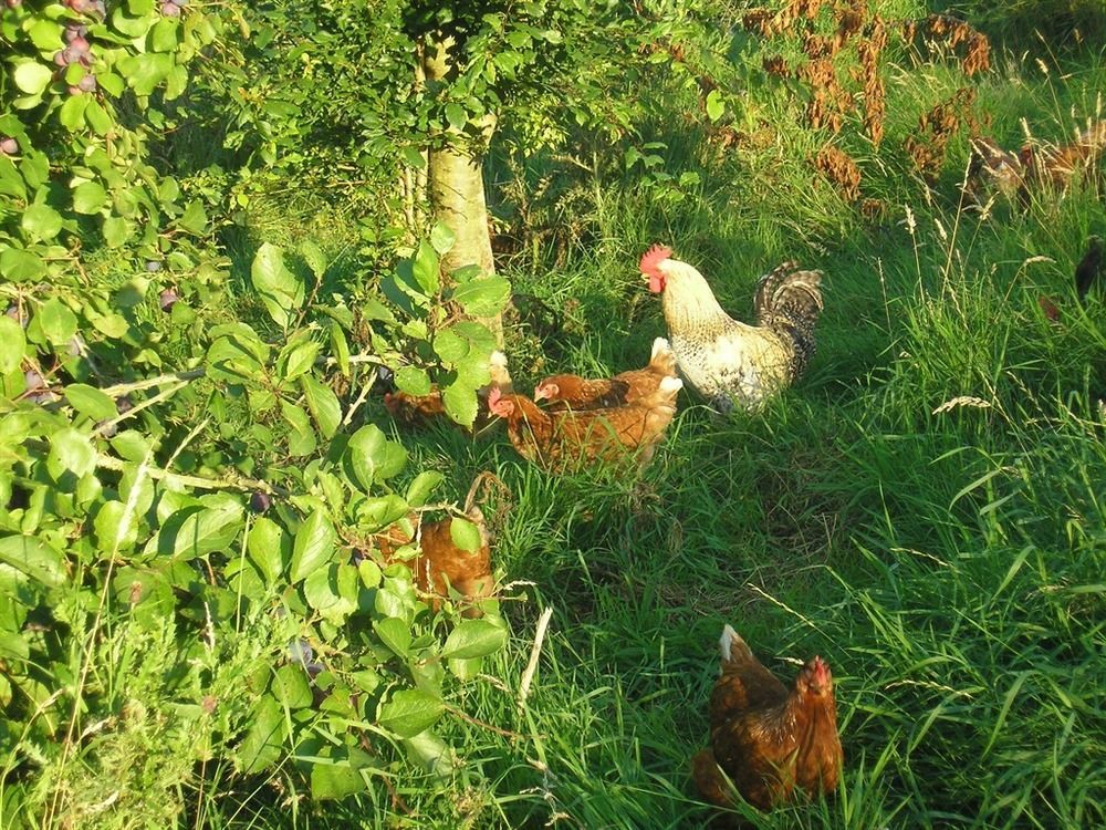 Northlees Farm Bed and Breakfast Perth Buitenkant foto